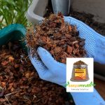 coco chips orchid plant