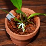 cocopeat husk chips orchid