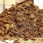 cow dung raw sale