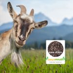 goat dung manure sale