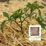 hay vaykol sale weed control