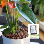 leca balls indoor plants