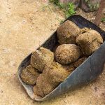 elephant-dried-fertilizer
