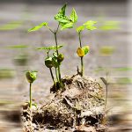 plants-growing-elephant-dung
