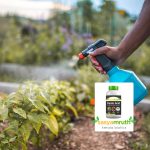 Humic Acid Stimulates root development