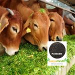 cow dung powder sale