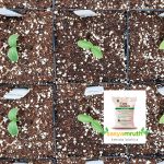 sale dolomite c650 plants