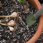 dolomite c650 plants sale