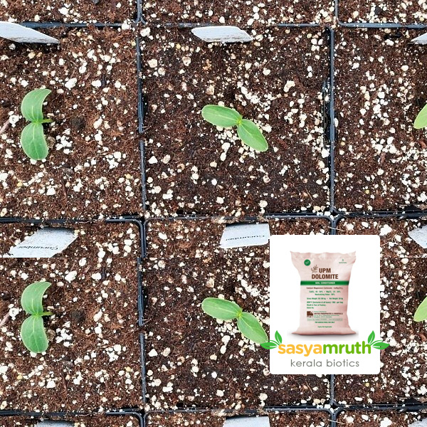 sale dolomite c650 plants