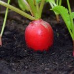 humic-acid-fertilizer