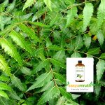 neem oil plants bio pesticides