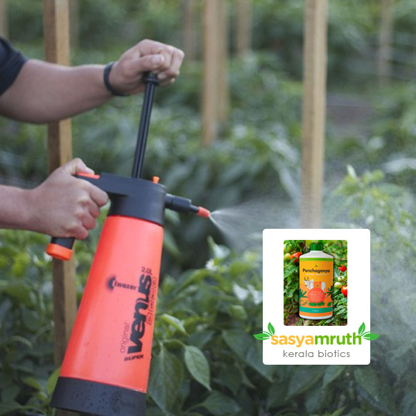 panchagravya-liquid-fertilizer