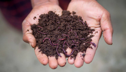 vermi compost