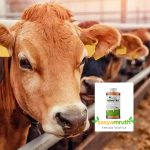 Desi Kerala Cow Urine Mix For Garden Plants