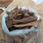 Dried Guava Leaves For Plant Potting Mix
