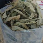 Dried Mango Leaves For Fruit Plants