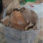 Dried jackfruit Leaves For Fruit Plants