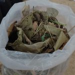 Dry Leaves For Leaf Compost And Shredded Compost