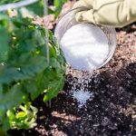 Magnesium Sulfate fertilizer plants