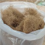 Organic Coco Coir Potting Mix For Better Water Retention