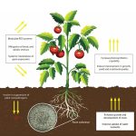 Trichoderma-Bio-Fungicide-Sale