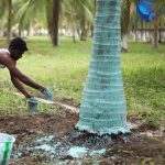 bordeaux mixture fungicide