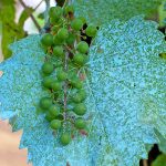 bordeaux-mixture-plant protector