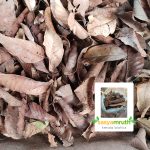 dried-guava-leaves-soil-composting