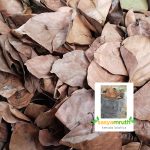 dried-jackfruit-leaves-soil-composting