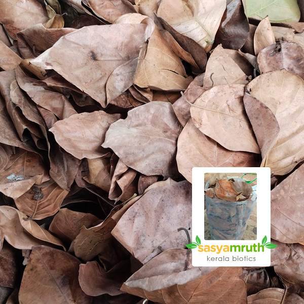 dried-jackfruit-leaves-soil-composting