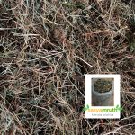 dry grass weed plants soil mix