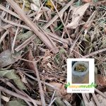dry-leaves-mix-plant-potting-mix