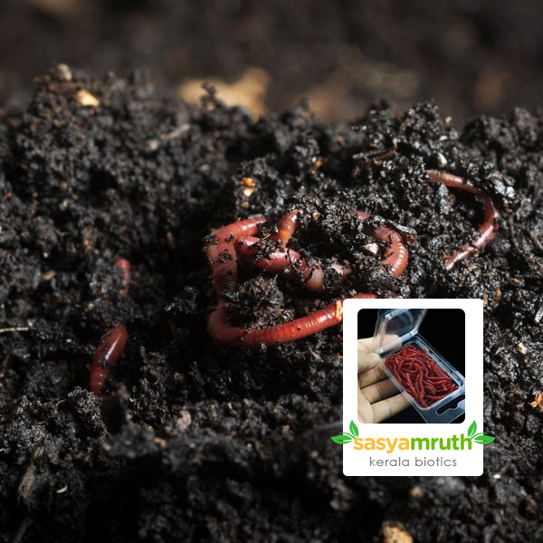 live earthworms making vermicompost