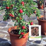 potting-mix-soil-fruit-plants-sale