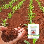 red soil garden plants