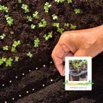 seed germination potting mix soil