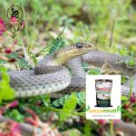 snake-repellent-powder-garden