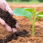 vermicompost-manure-plants