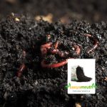 vermicompost-potting-mix-plants