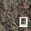 dry grass weed plants soil mix